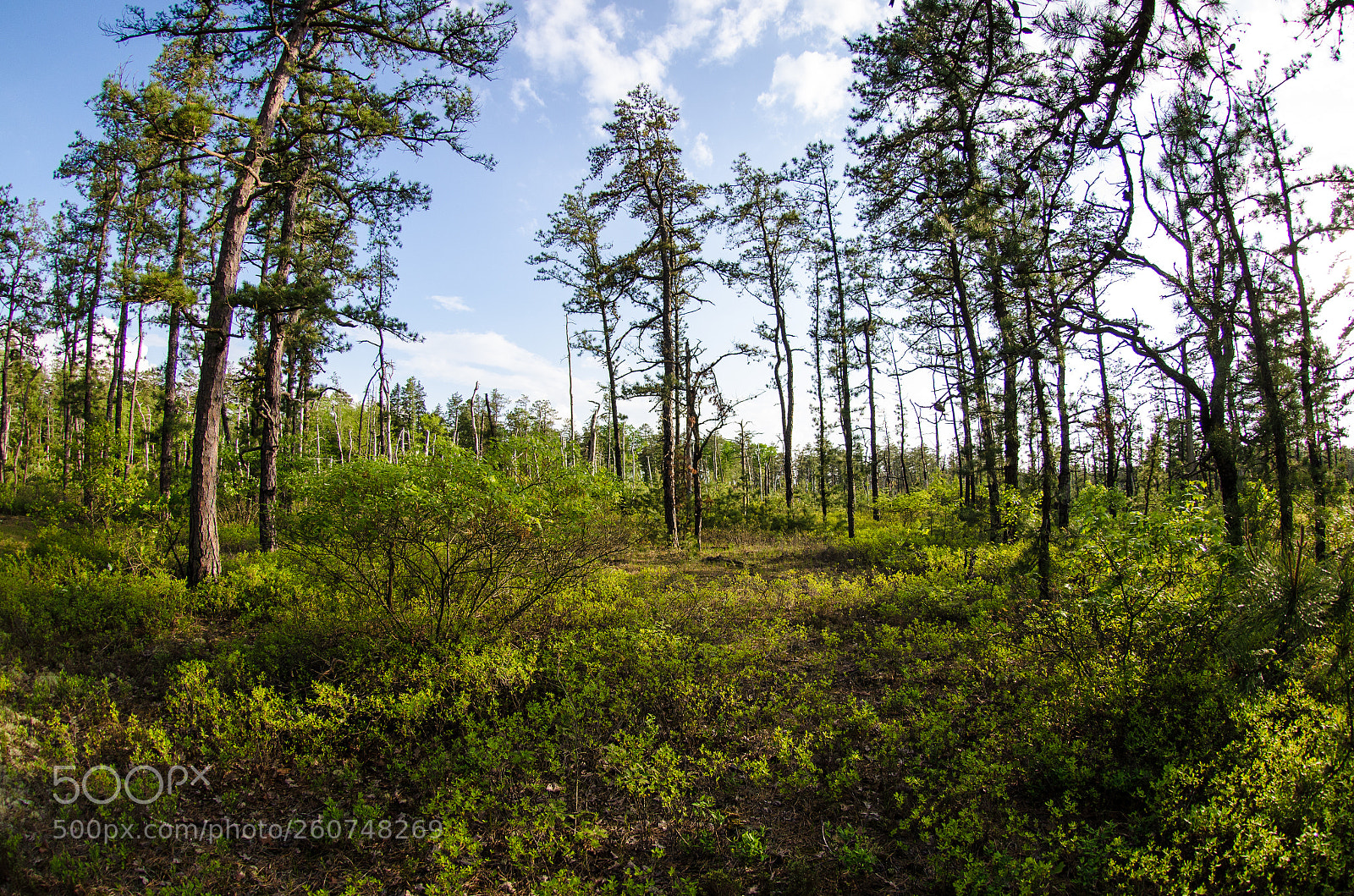 Nikon D5100 sample photo. Out in the pinelands photography