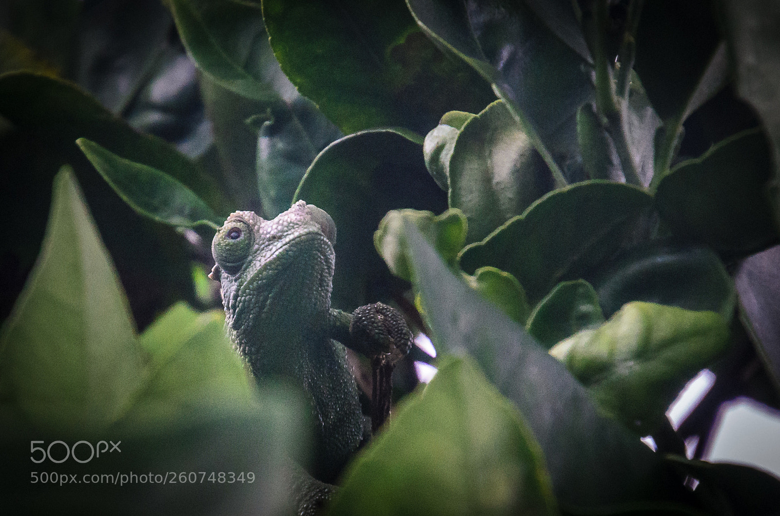 Nikon D5100 sample photo. Yoda photography