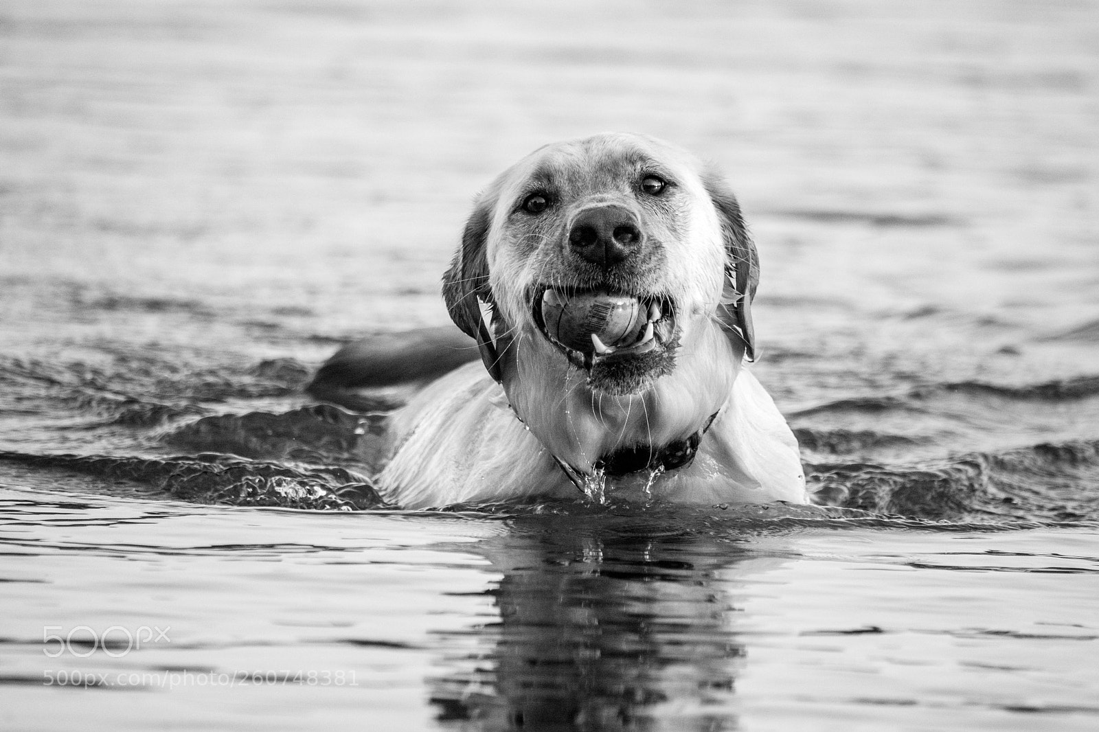 Nikon D7100 sample photo. Found the ball photography