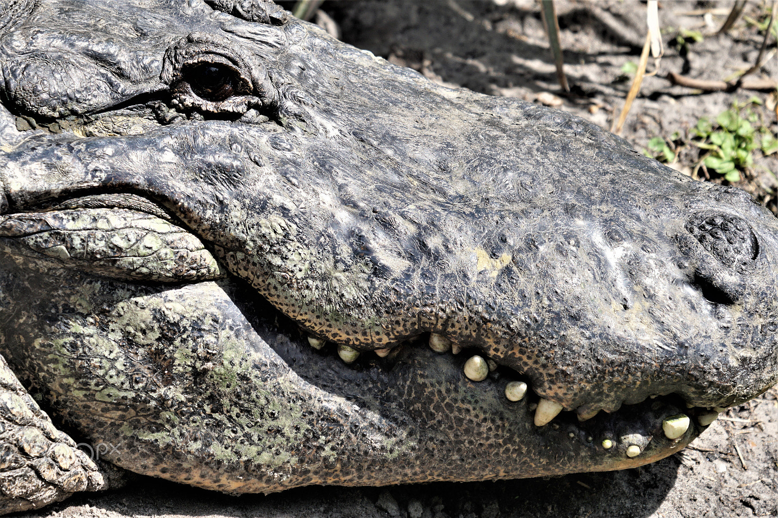 Sony FE 24-240mm F3.5-6.3 OSS sample photo. Alligator profile photography