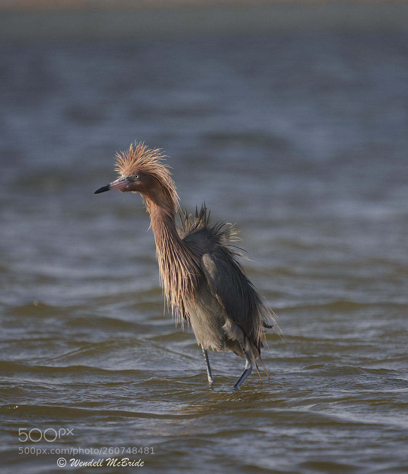 Sony a7R III sample photo. Reddish egret photography