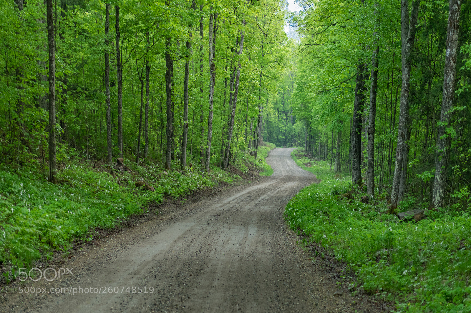 Nikon D850 sample photo. Arcol road photography