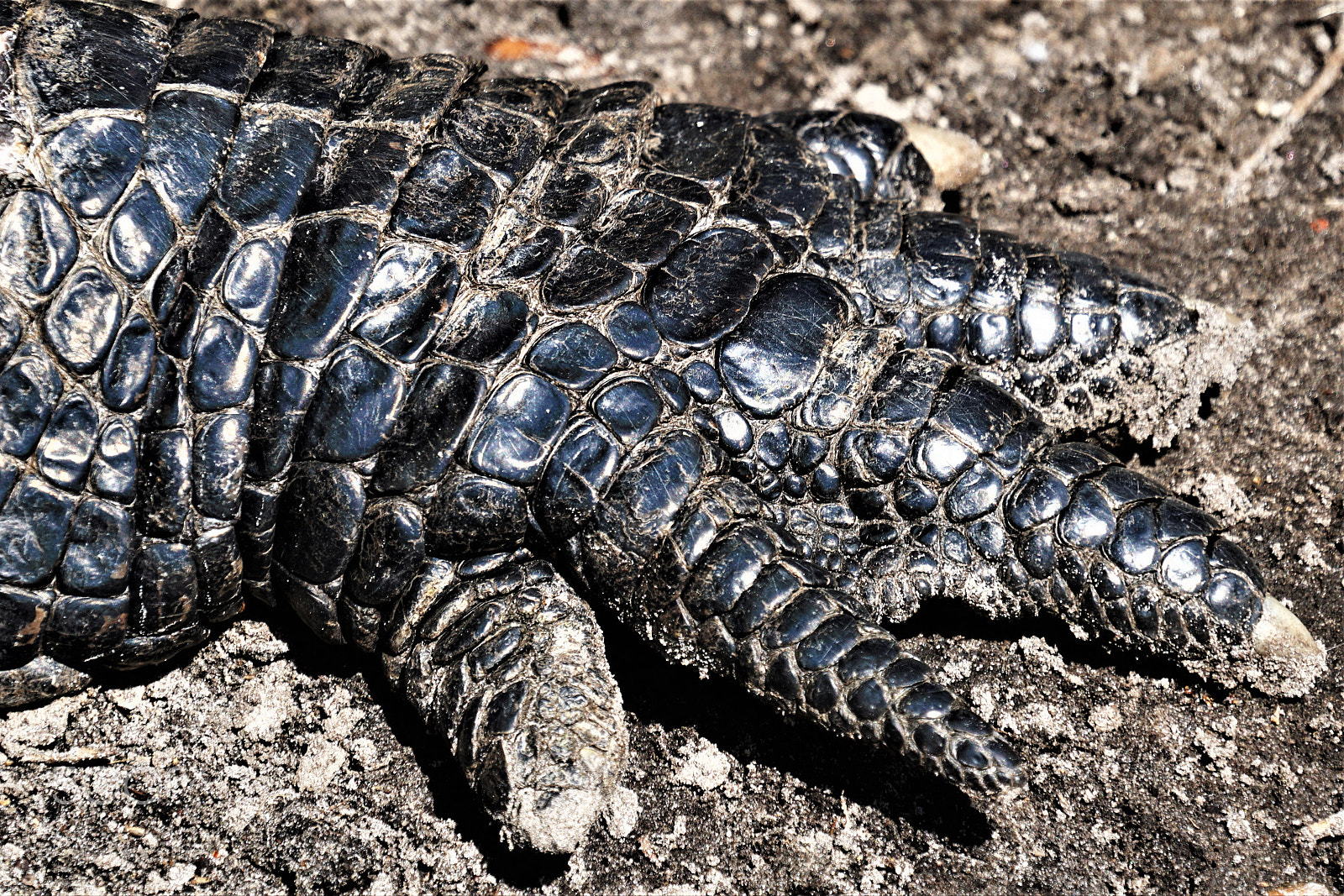 Sony a6000 sample photo. Alligator foot may photography