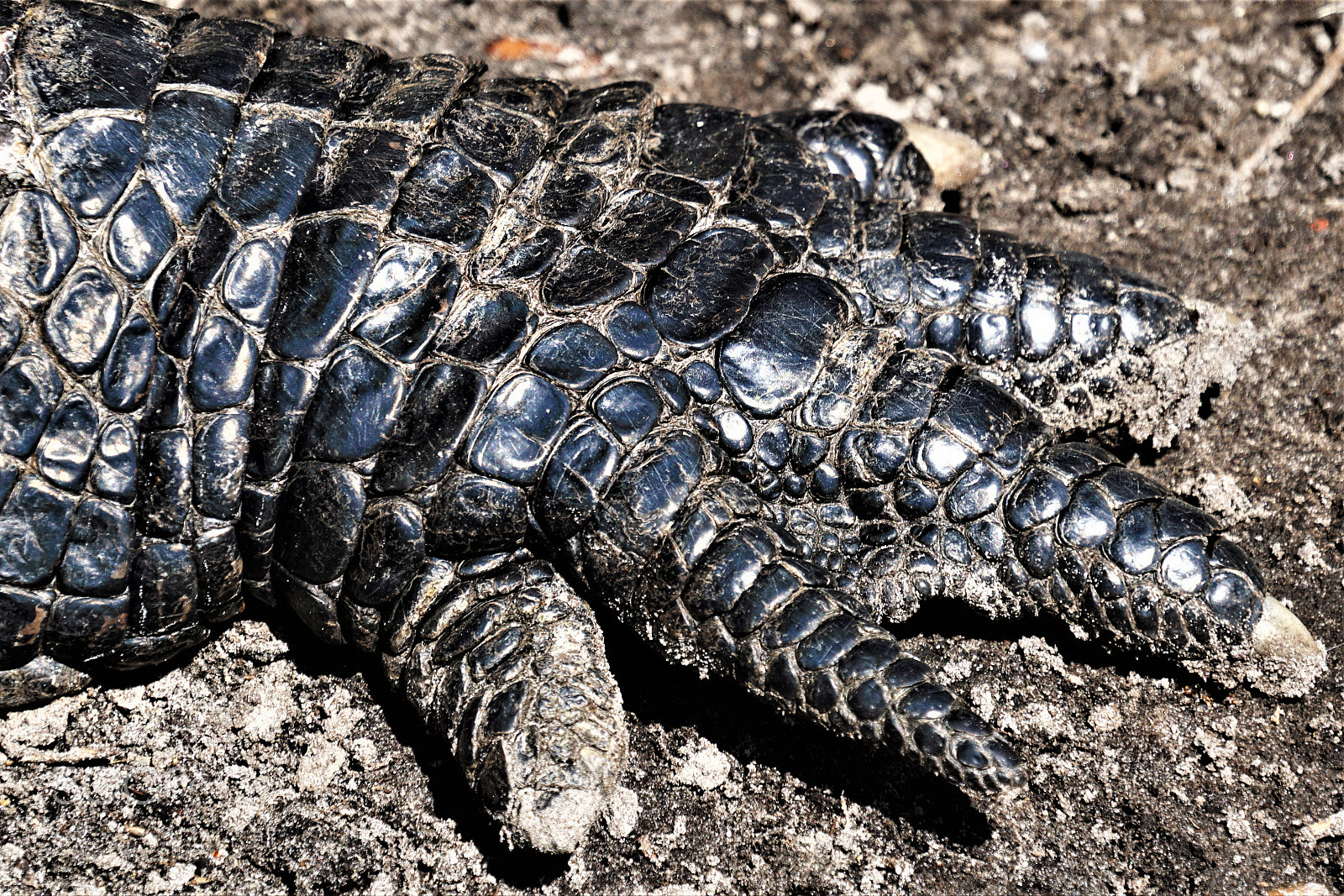 Sony FE 70-300mm F4.5-5.6 G OSS sample photo. Alligator foot may photography
