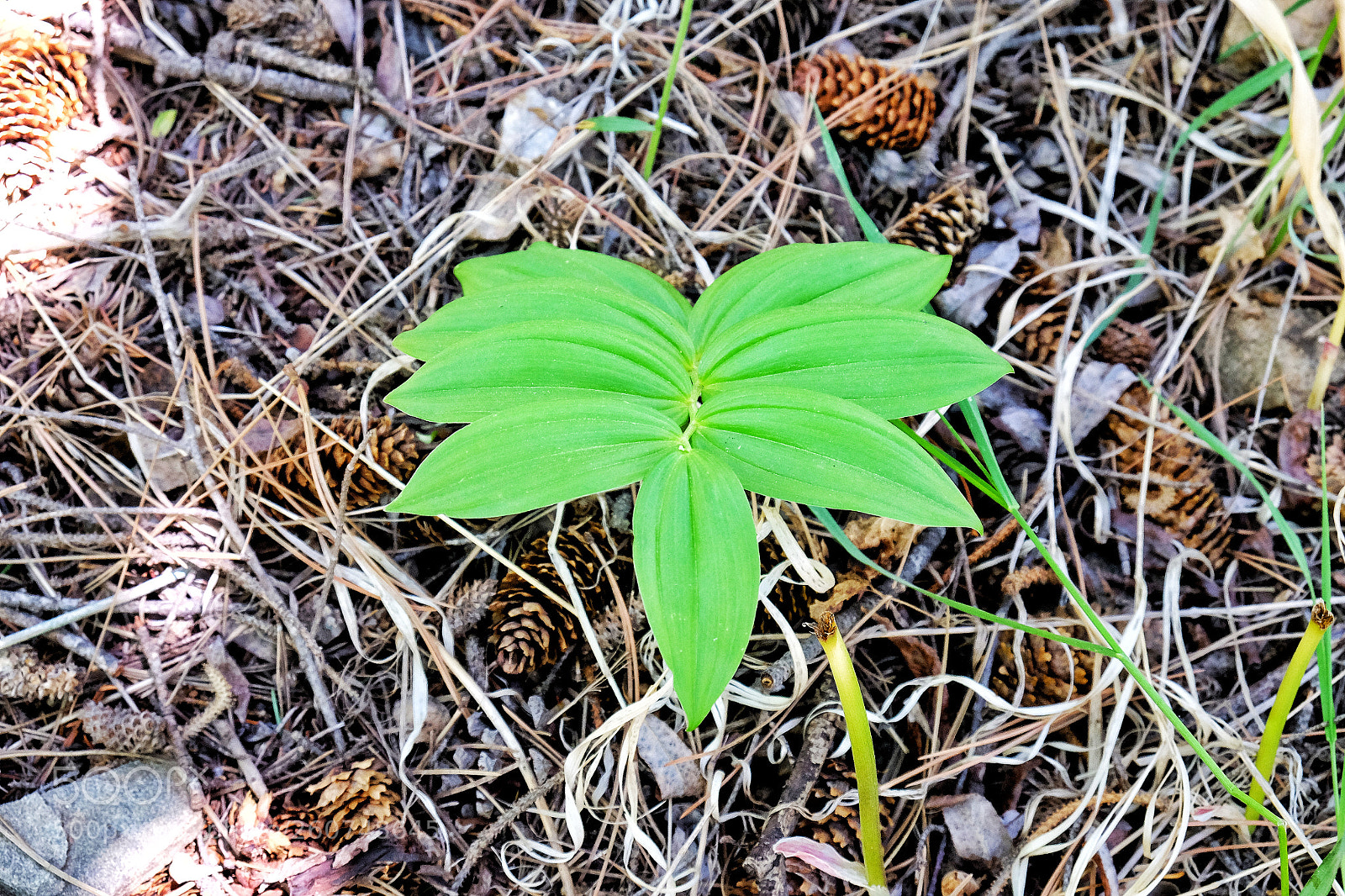Fujifilm X-T10 sample photo. Corwina park morrison colorado 6/2 /18 photography