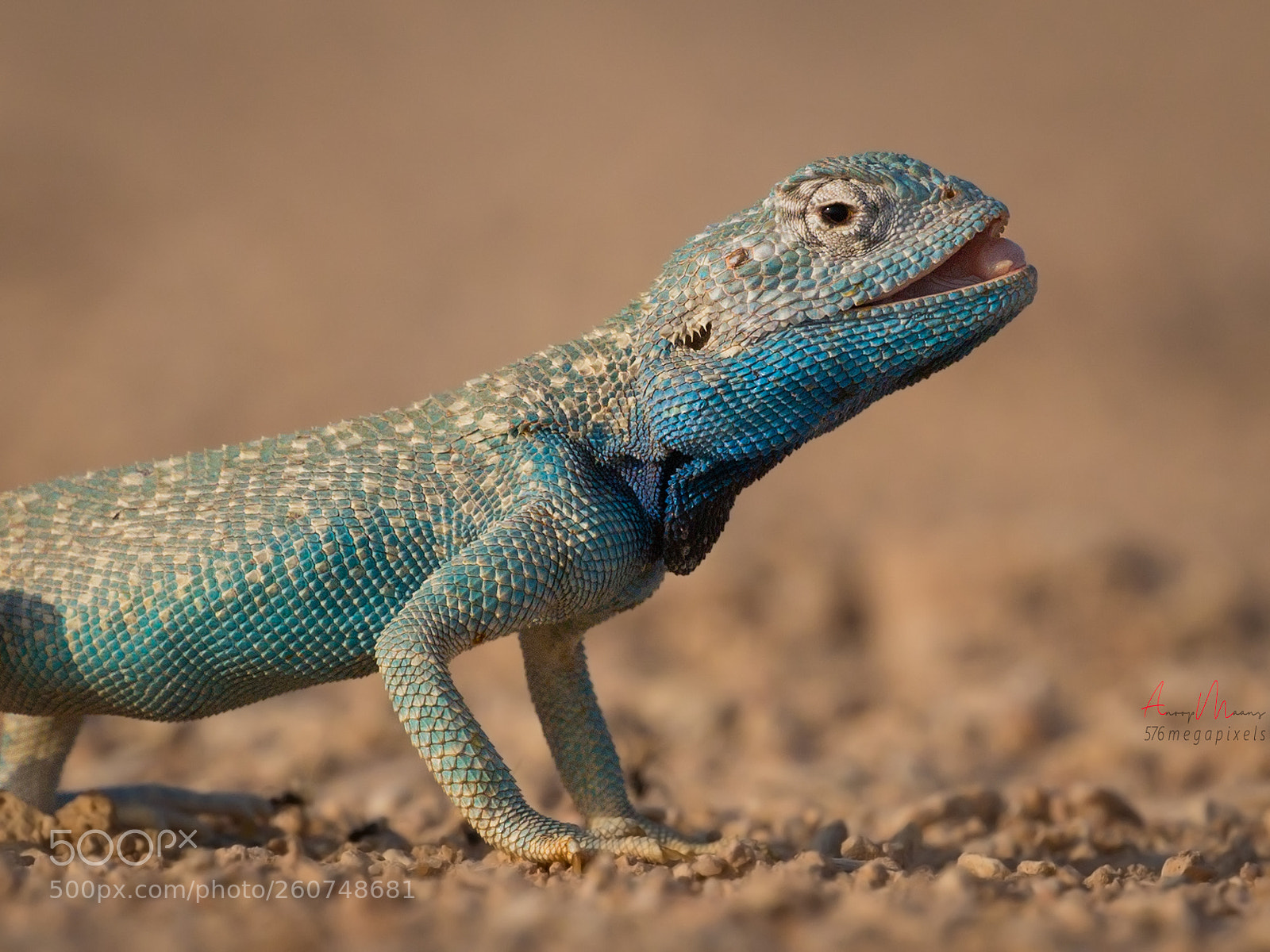 Canon EOS 70D sample photo. Yellow spotted agama photography