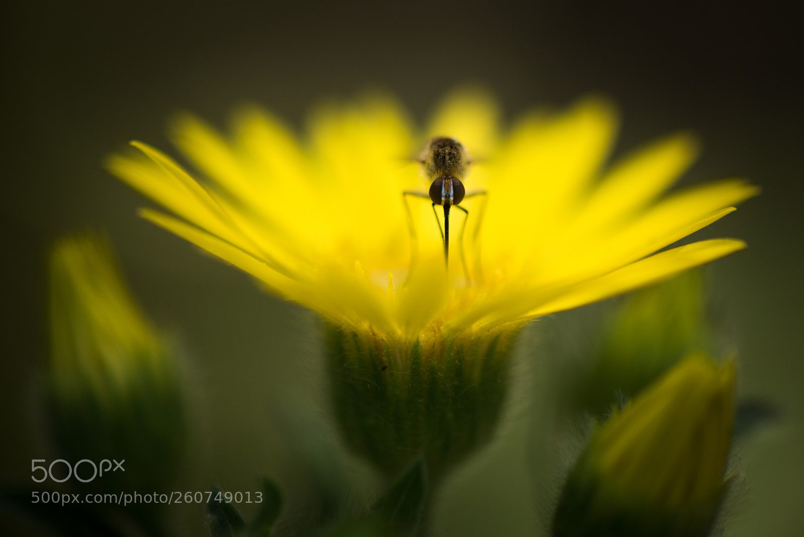 Nikon D810 sample photo. Nectar of life photography
