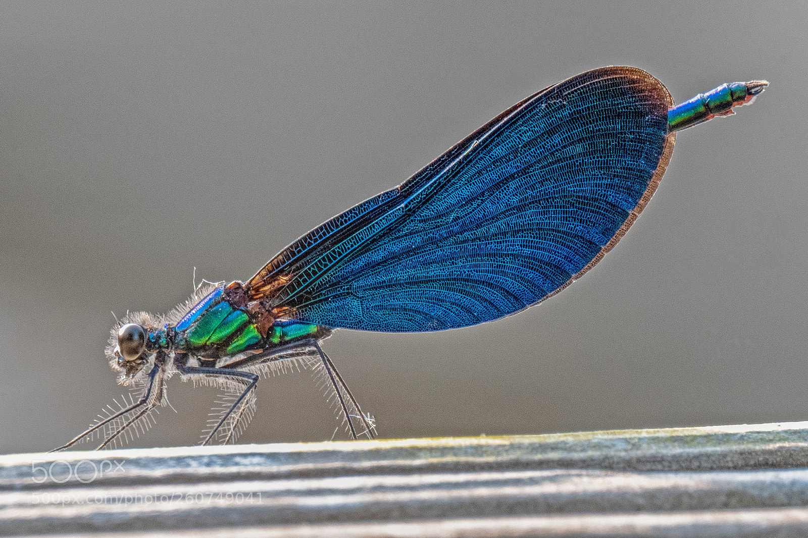 Fujifilm X-T2 sample photo. Blauflügel prachtlibelle photography