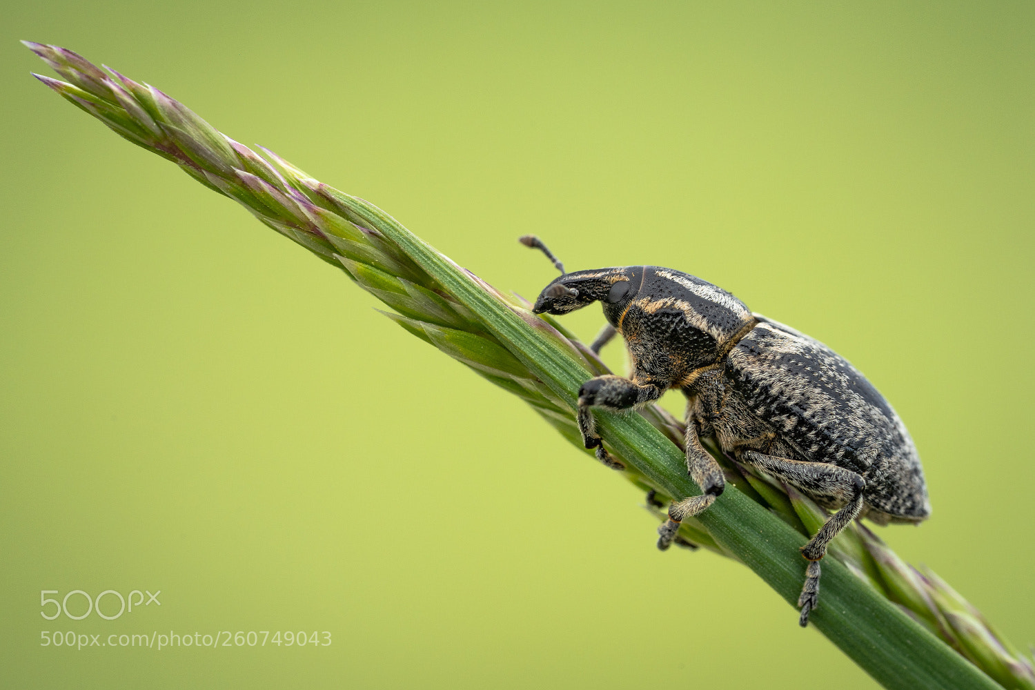 Sony a7 III sample photo. Pseudocleonus cinereus photography