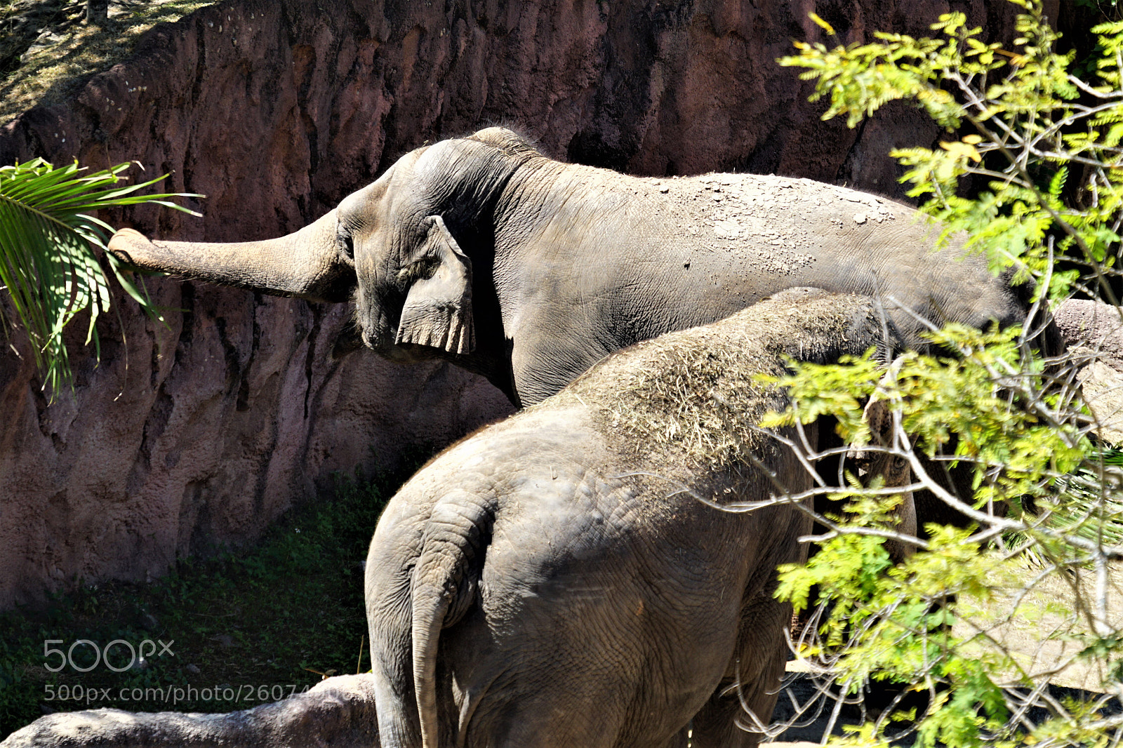 Sony a6000 sample photo. Elephants photography
