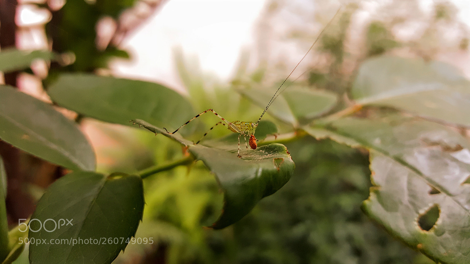 Samsung Galaxy S6 sample photo. 20161128_185747.jpg photography