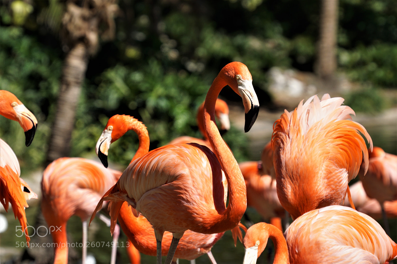 Sony a6000 sample photo. Flamingo flock photography