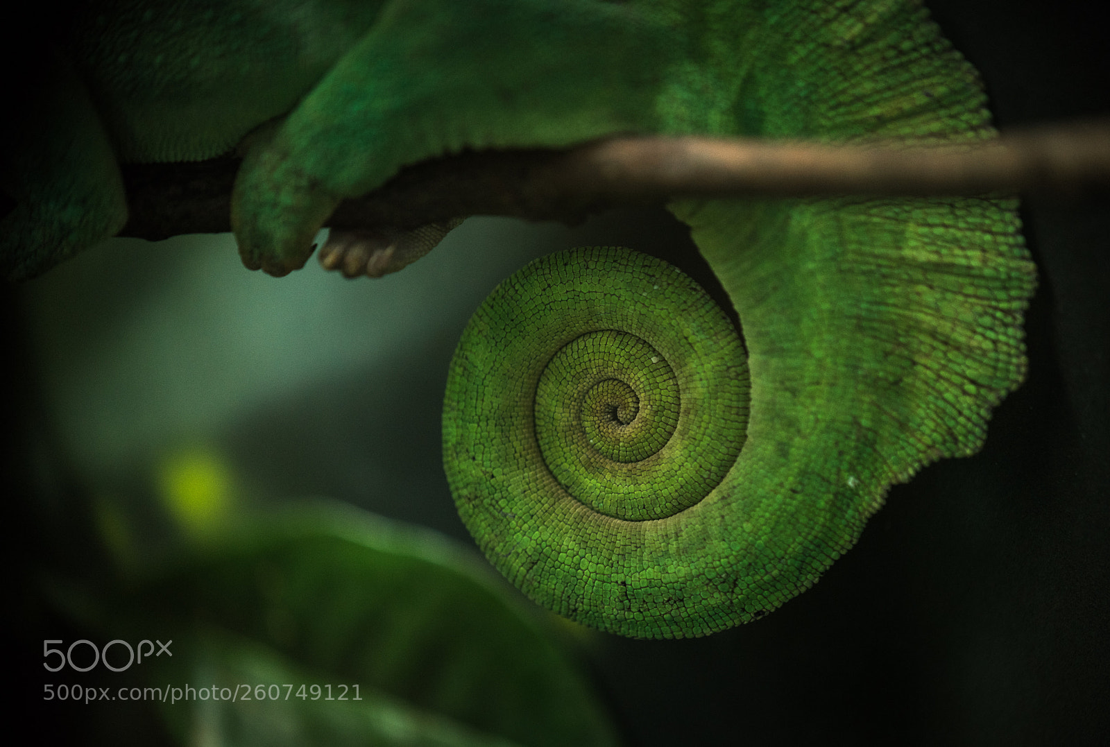 Nikon D810 sample photo. Four-horned chamelon photography