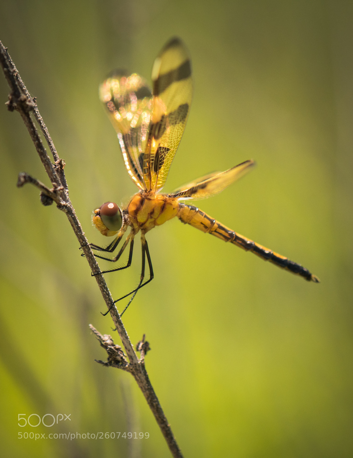 Nikon D810 sample photo. Young dragonfly photography