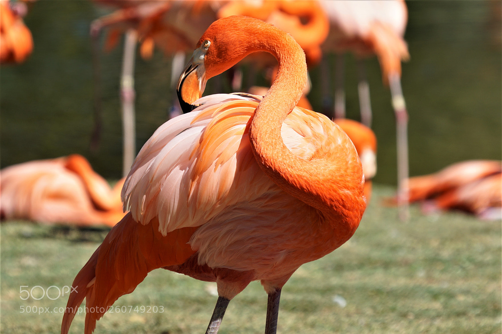 Sony a6000 sample photo. Flamingo photography