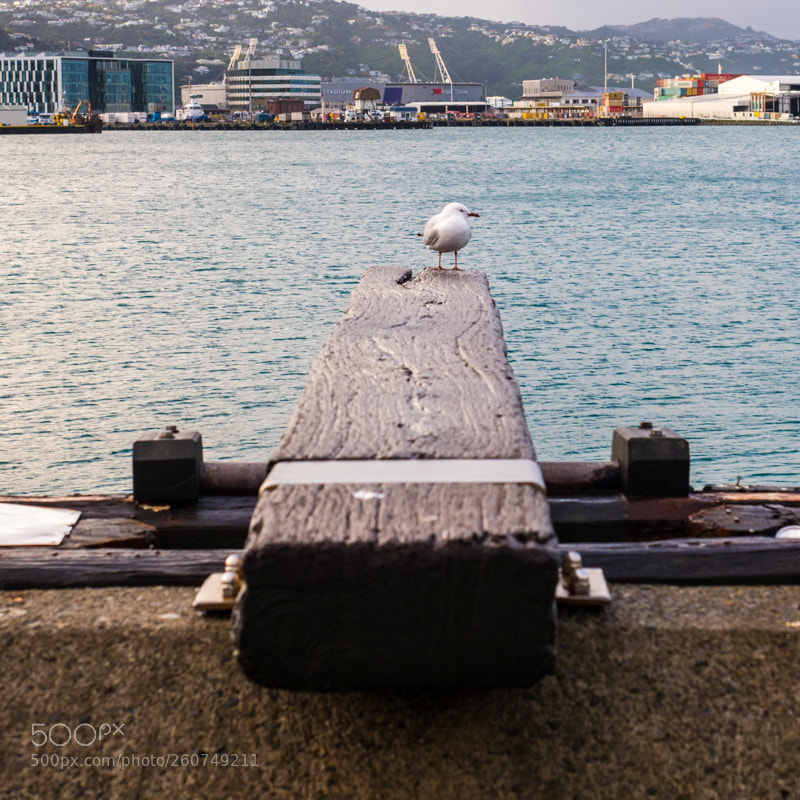 Olympus OM-D E-M1 Mark II sample photo. Walk the plank photography