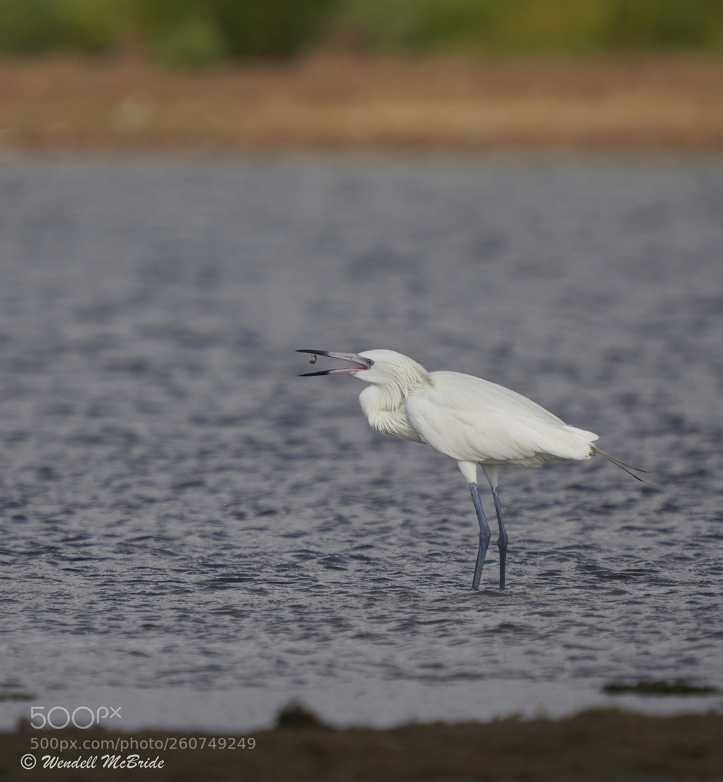 Sony a7R III sample photo. White-morph reddish egret snacking photography