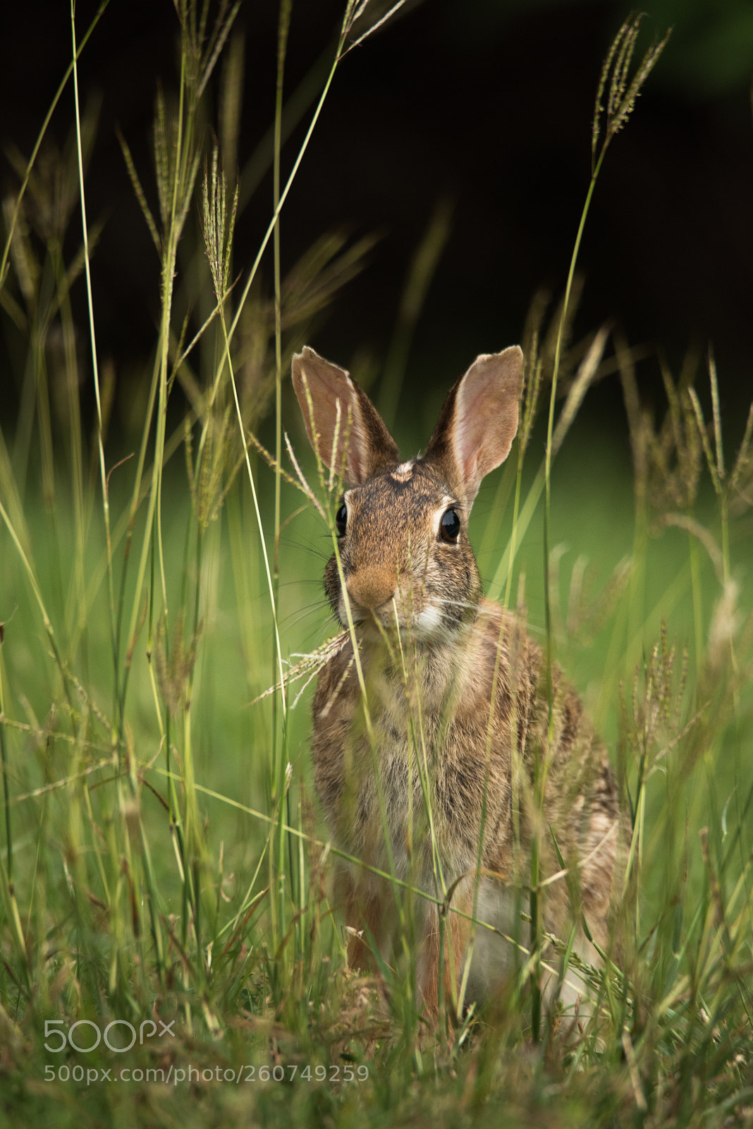 Nikon D810 sample photo. Spring bunny photography