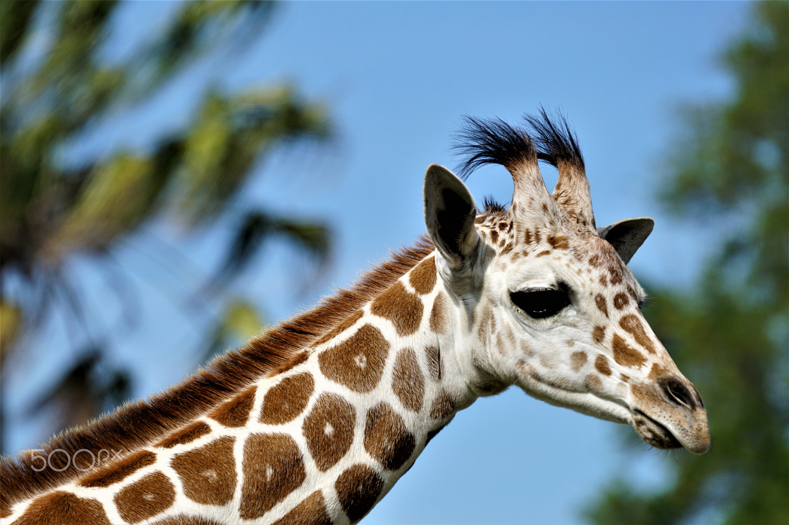 Sony FE 70-300mm F4.5-5.6 G OSS sample photo. Giraffe head photography