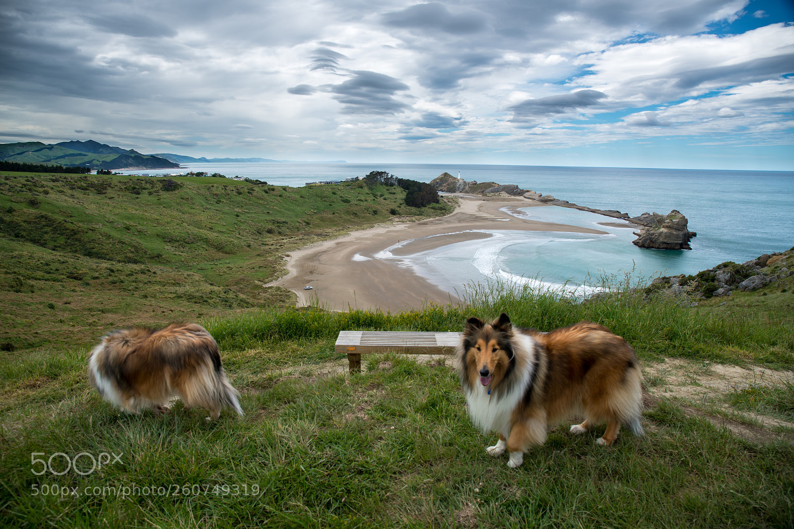 Sony a7R II sample photo. Taking the dogs for photography