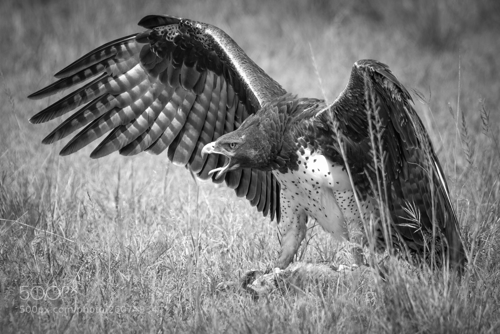 Nikon D810 sample photo. Martial eagle africa photography