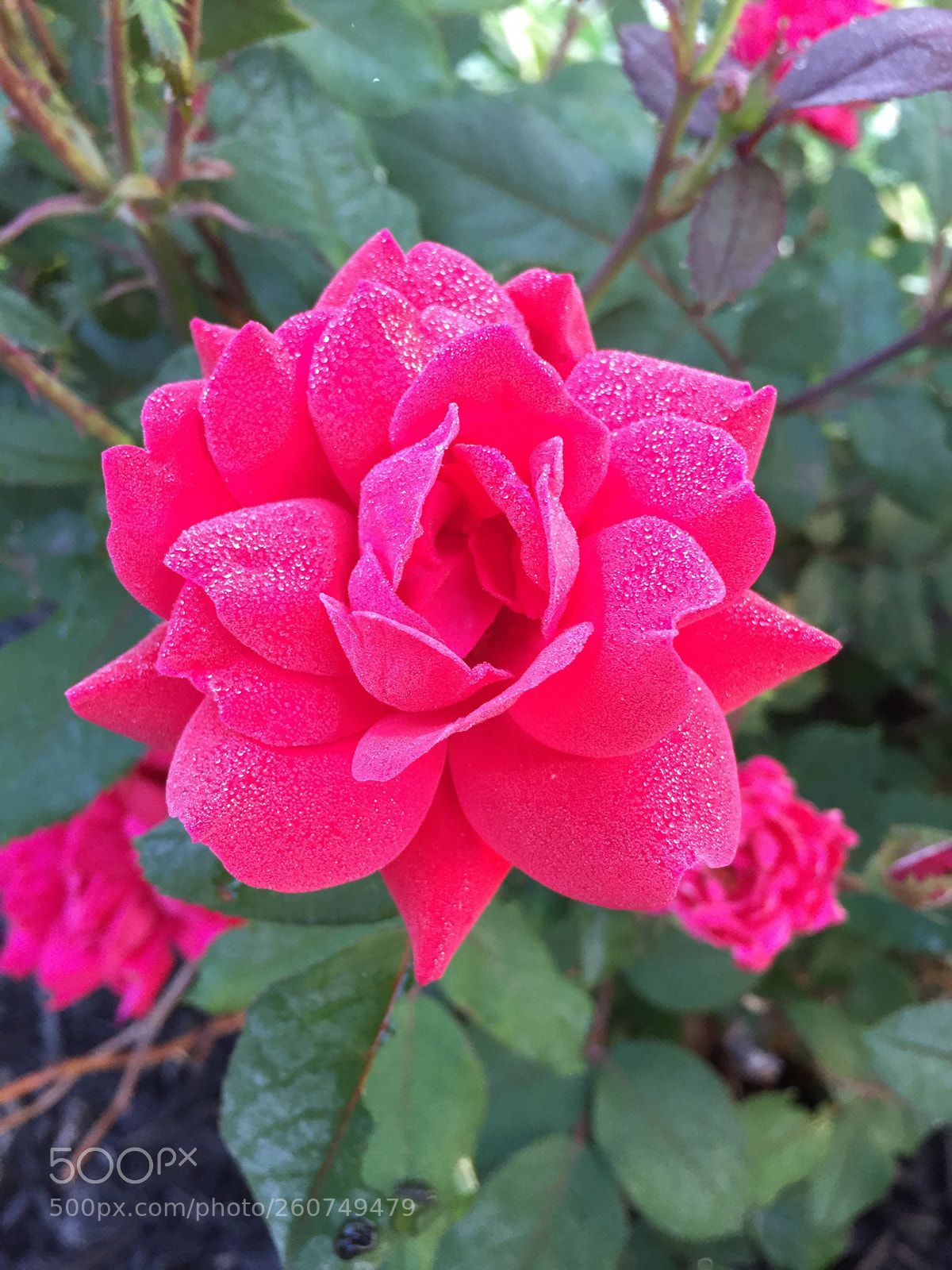 Apple iPhone 6 sample photo. Untitled photography