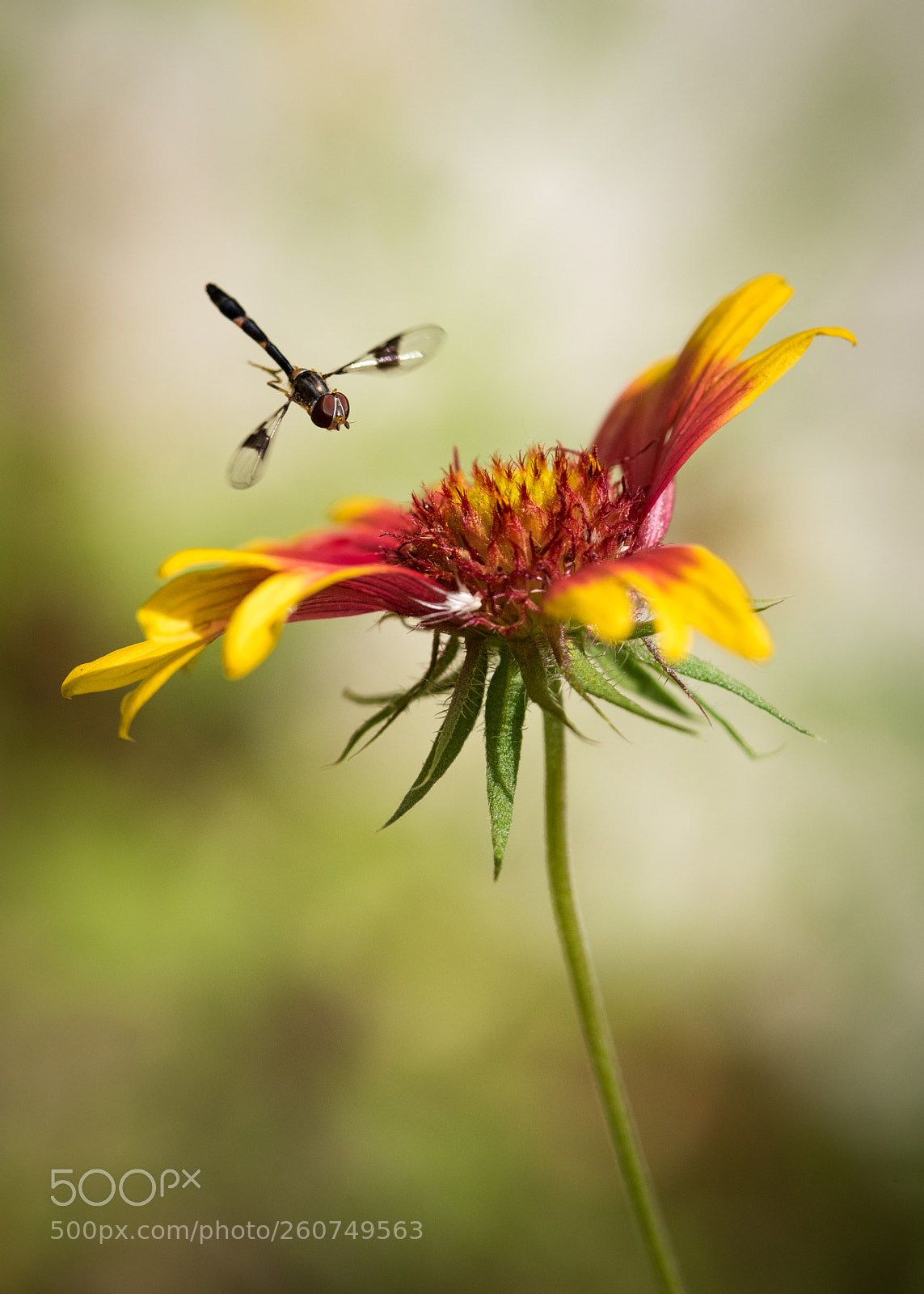 Nikon D810 sample photo. Cleared for landing photography