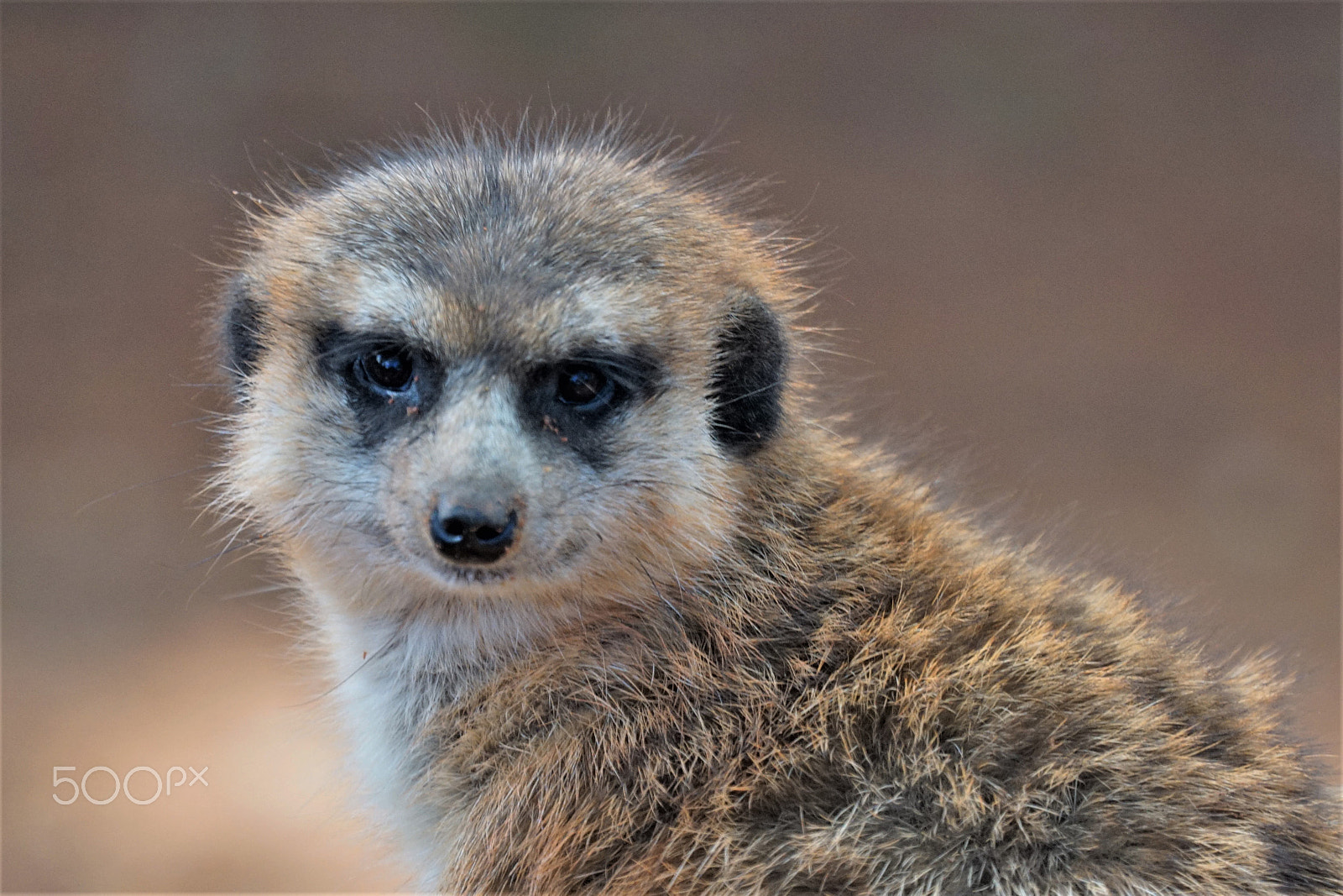 Sony a6000 + Sony FE 70-300mm F4.5-5.6 G OSS sample photo. Meerkat portrait photography