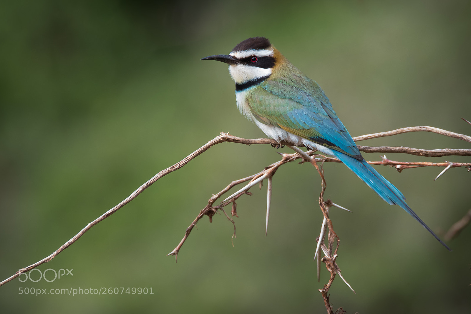 Nikon D810 sample photo. White-throated bee-eater photography