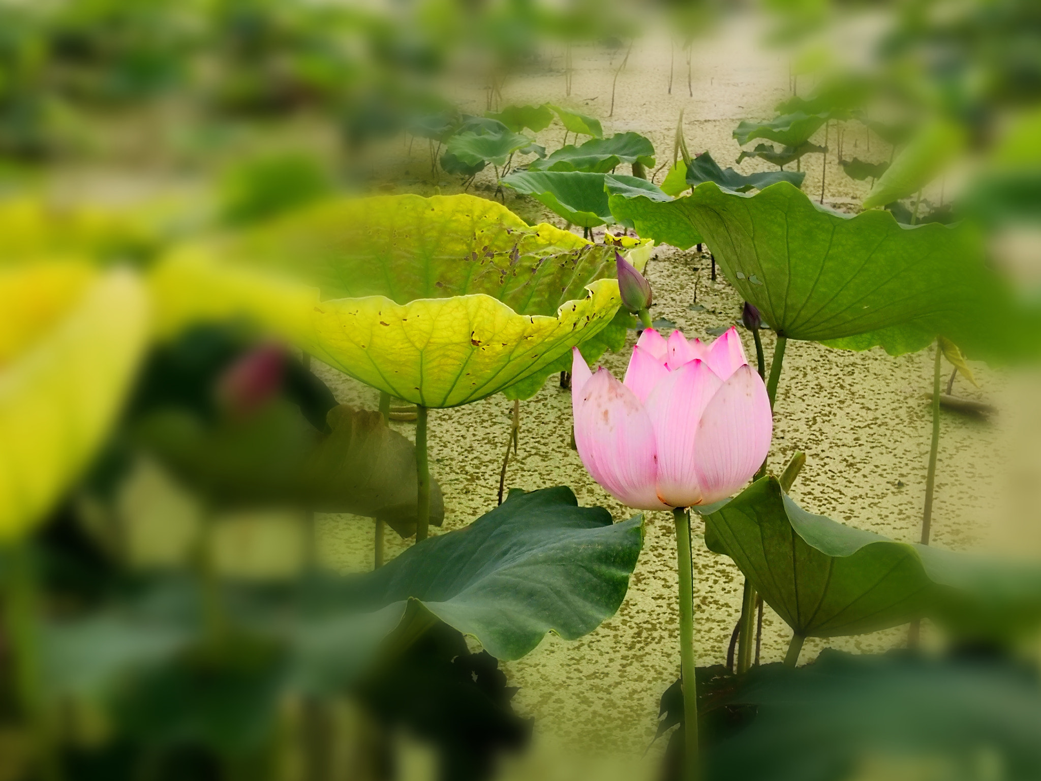 HUAWEI Mate 10 sample photo