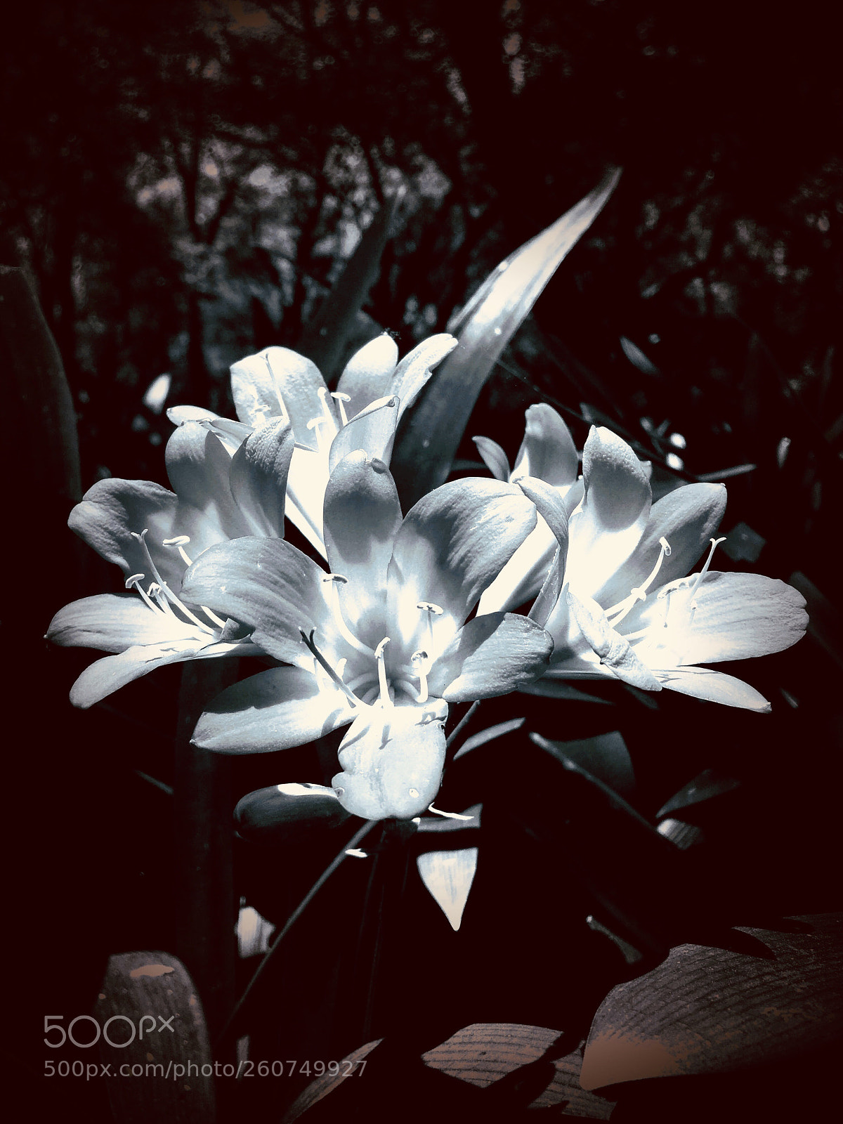 Apple iPhone 6s sample photo. Black & white photography