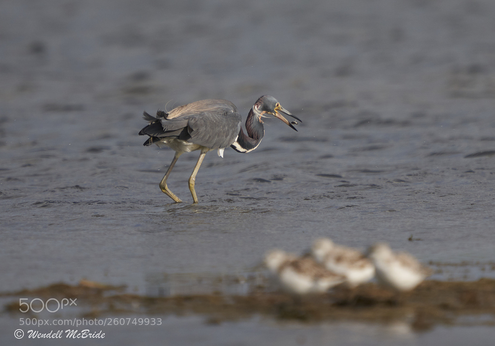 Sony a7R III sample photo. Tri-colored heron photography