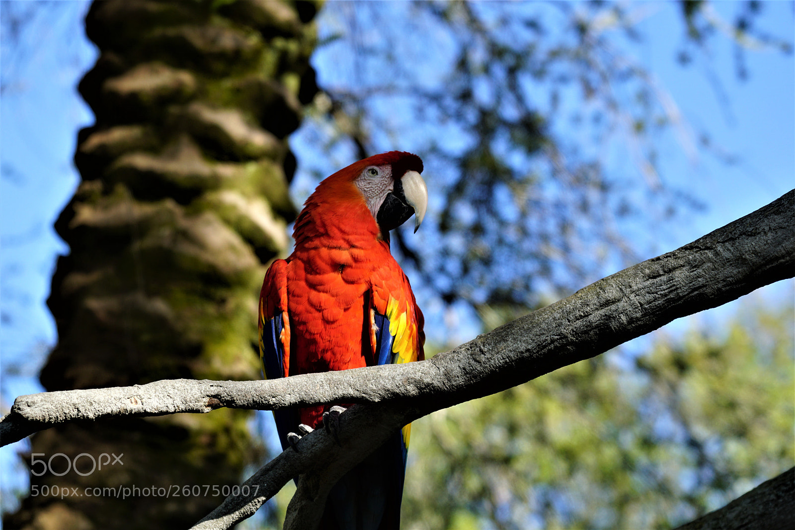 Sony a6000 sample photo. Parrot single photography