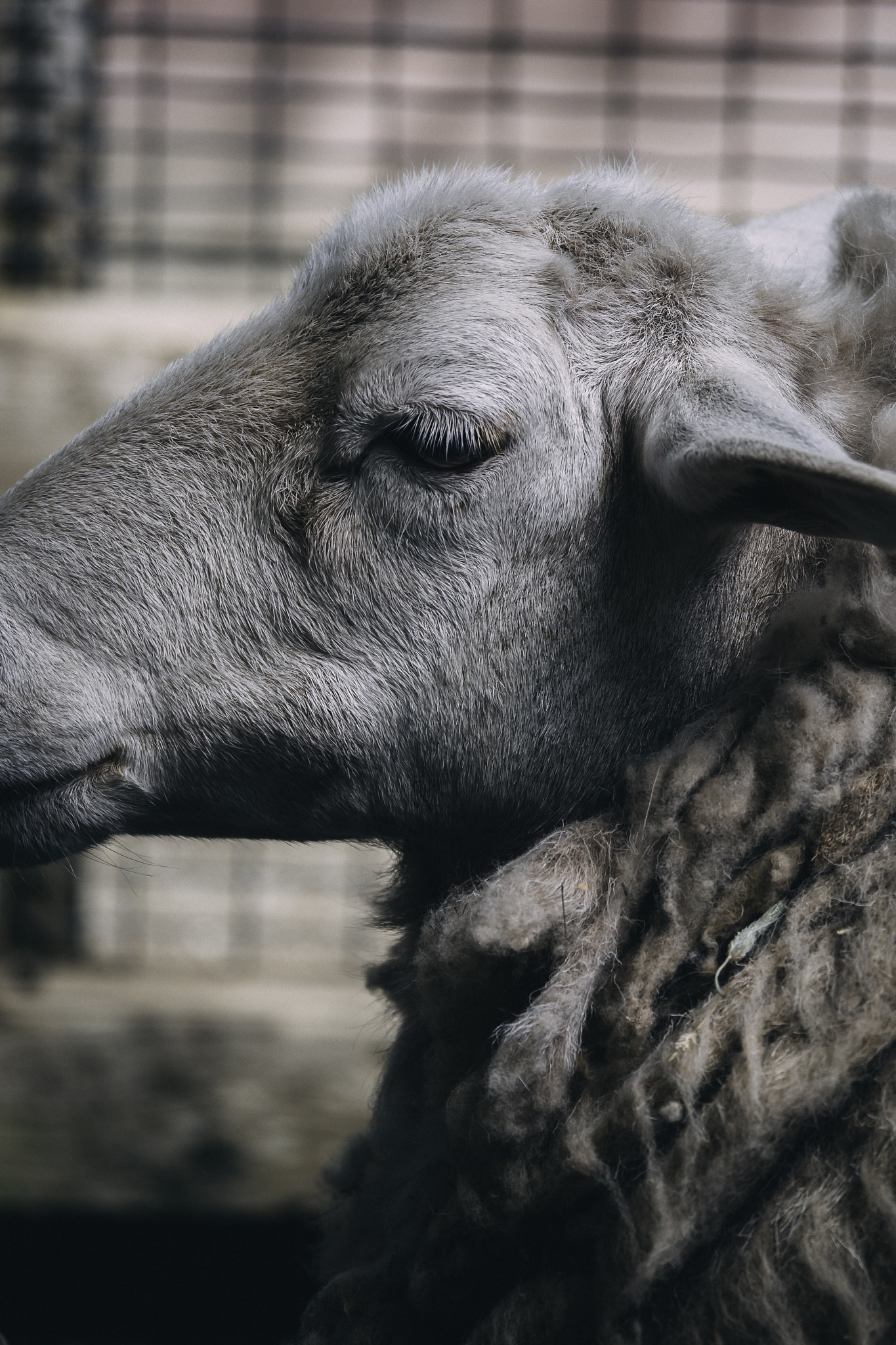Panasonic Lumix DC-GH5 sample photo. Mysterious sheep  photography