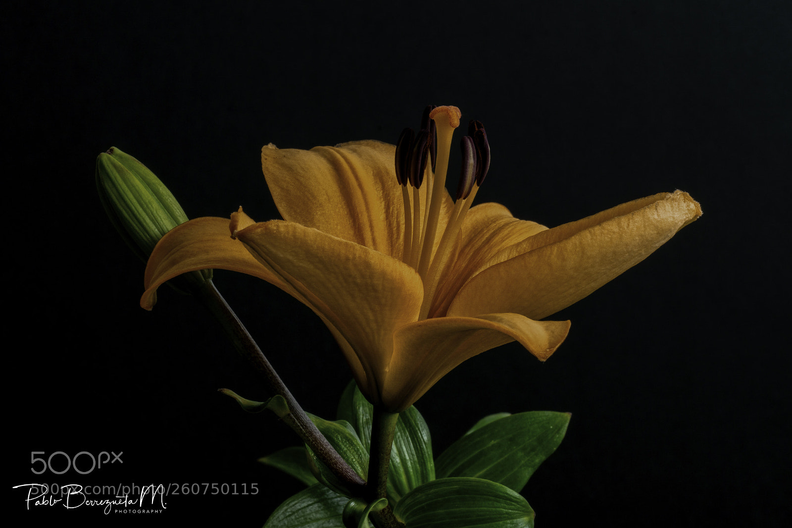 Sony ILCA-77M2 sample photo. Untitled photography