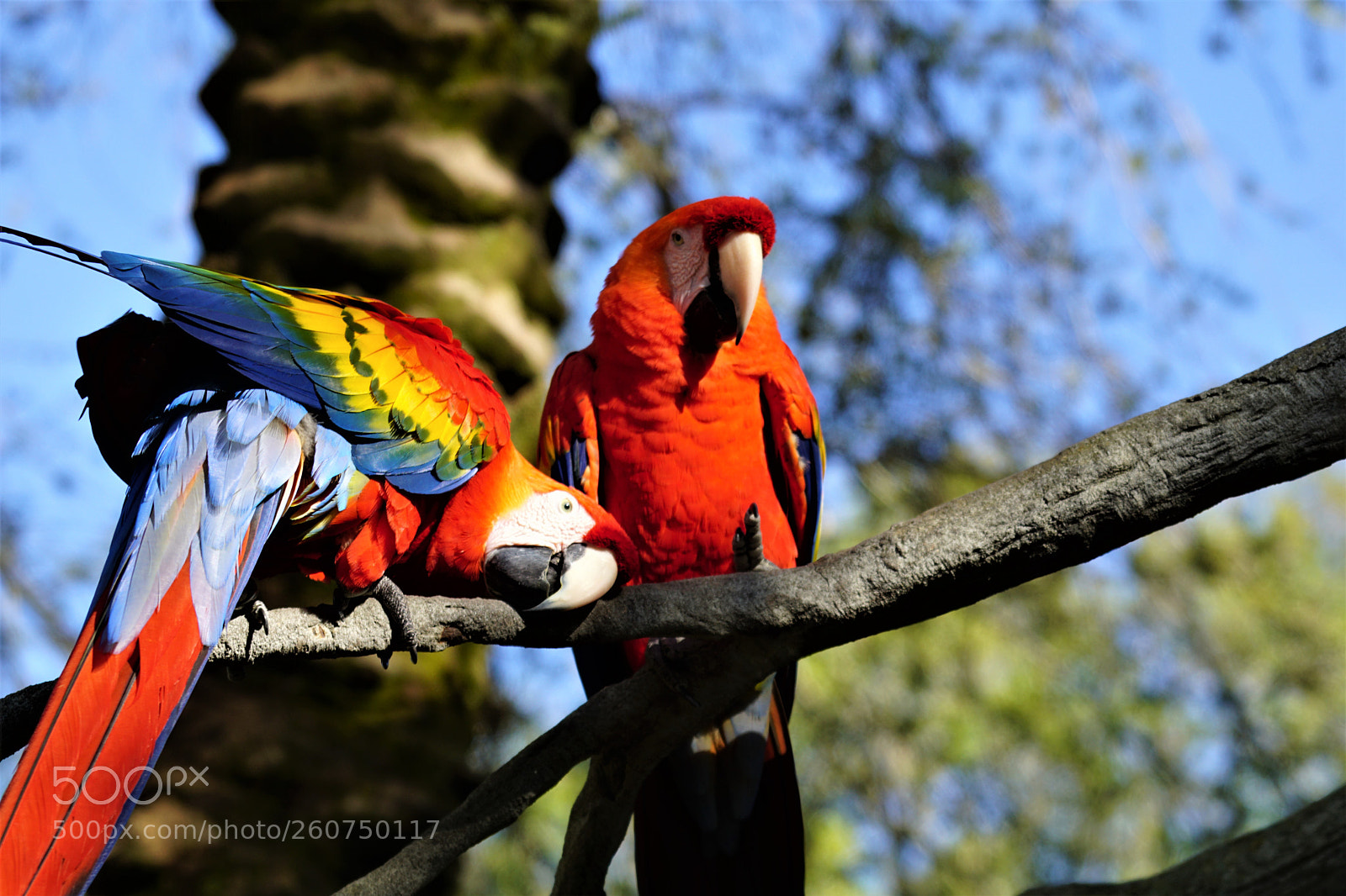 Sony a6000 sample photo. Parrot pair coy photography