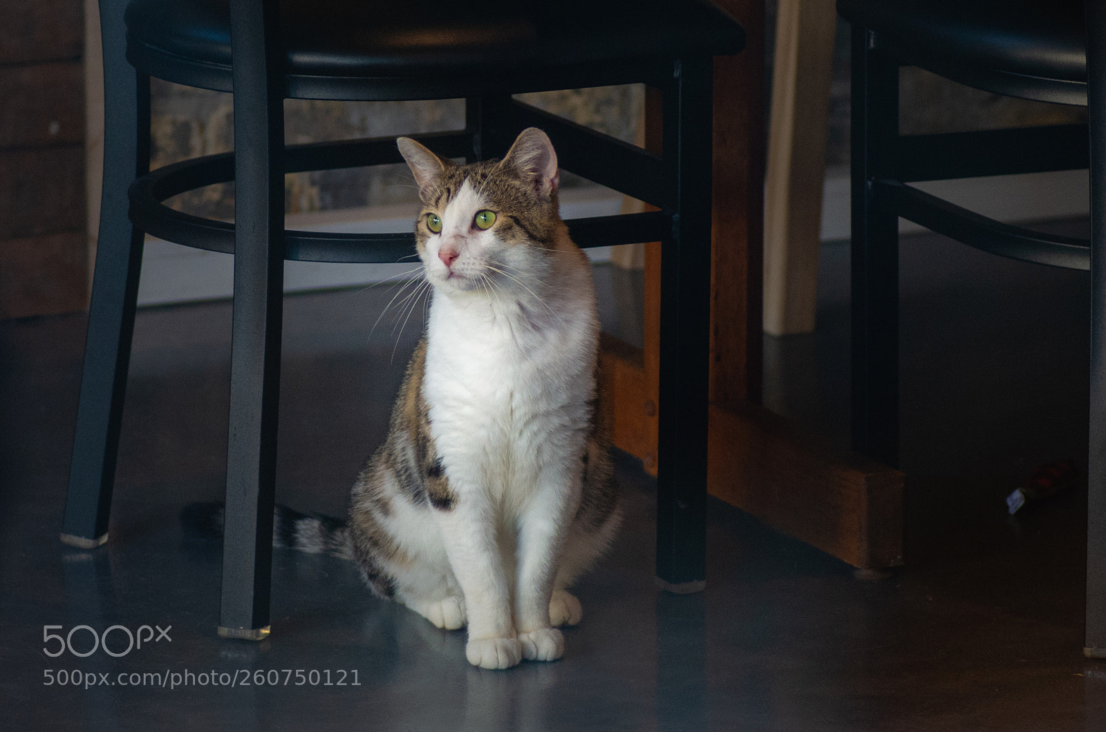 Pentax K-50 sample photo. Purrfect model photography