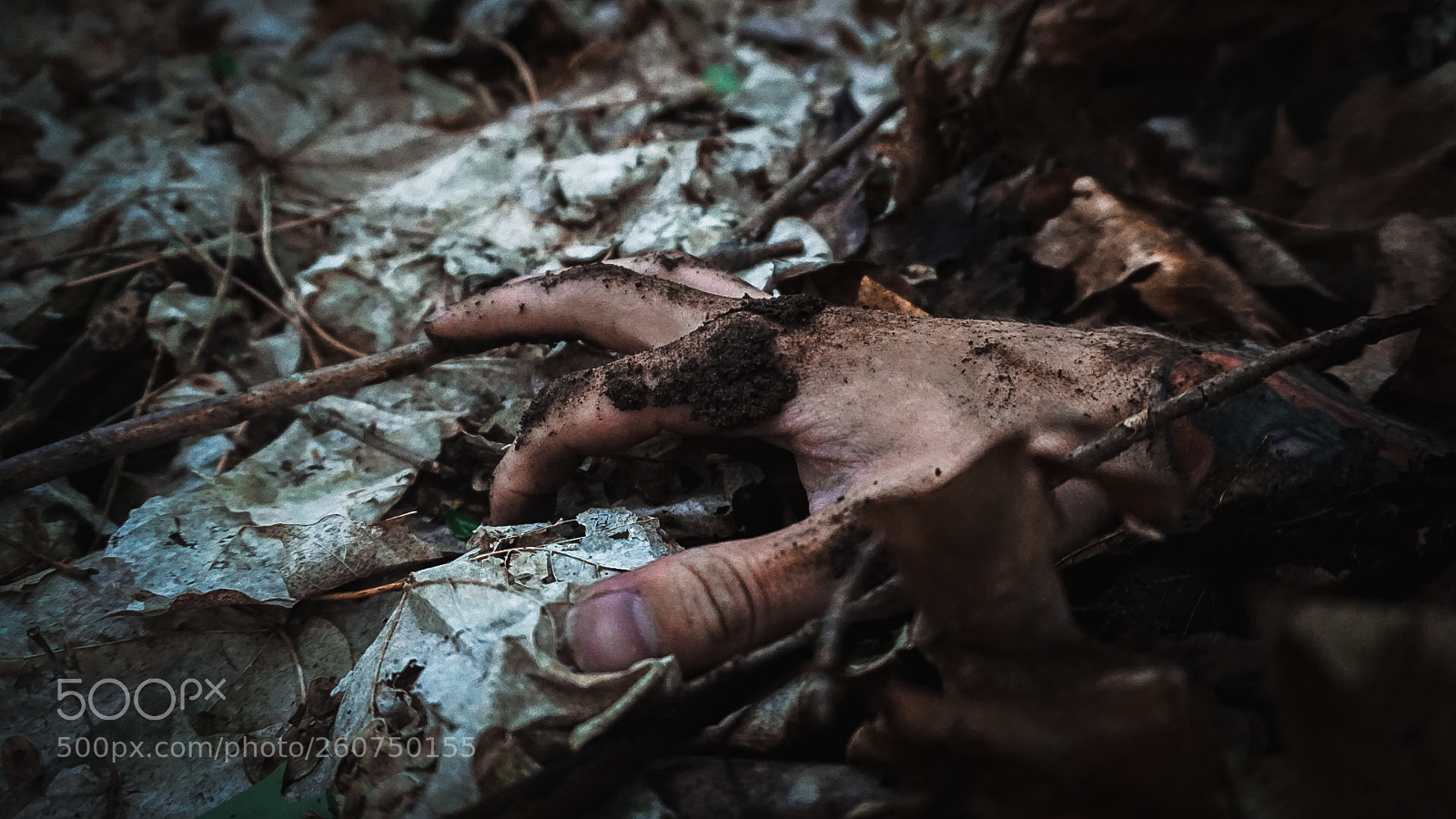 Sony a6000 sample photo. Awaken photography
