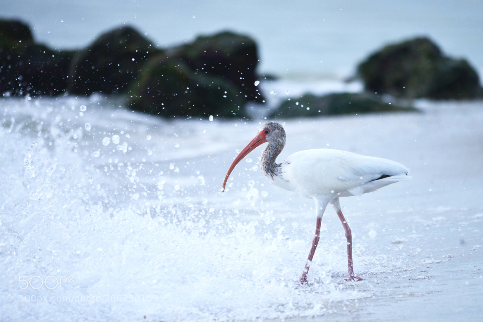 Nikon D600 sample photo. Beach ibis photography