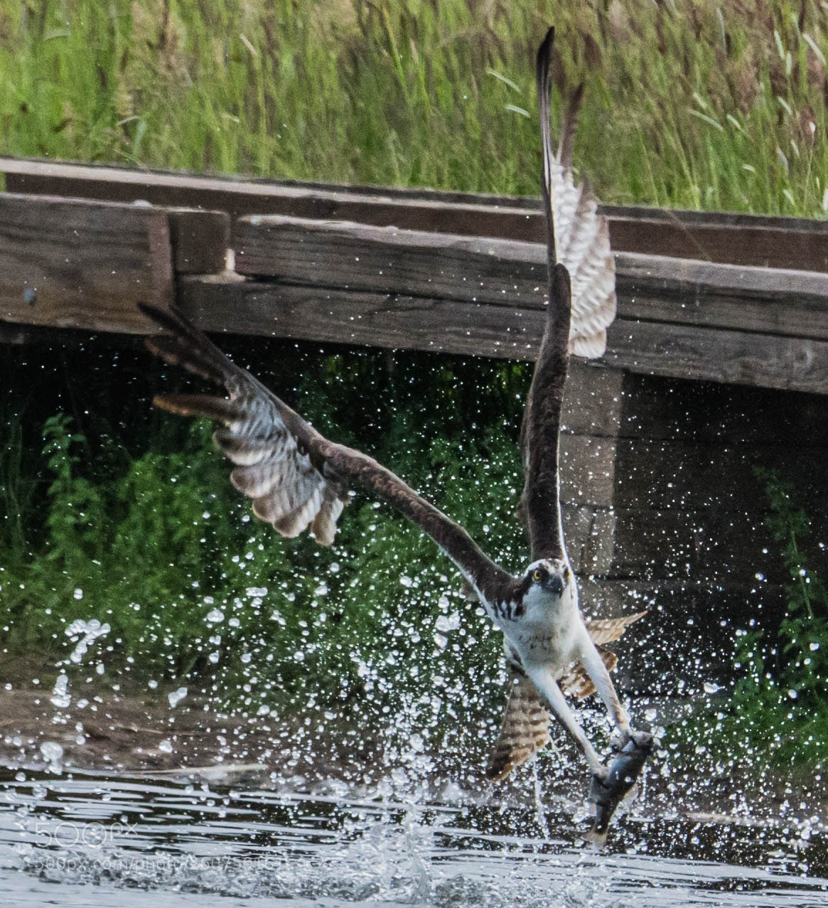 Nikon D7200 sample photo. Catch of the day photography