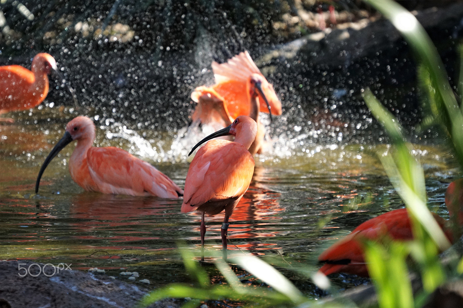 Sony FE 70-300mm F4.5-5.6 G OSS sample photo. Pink birds bathing photography