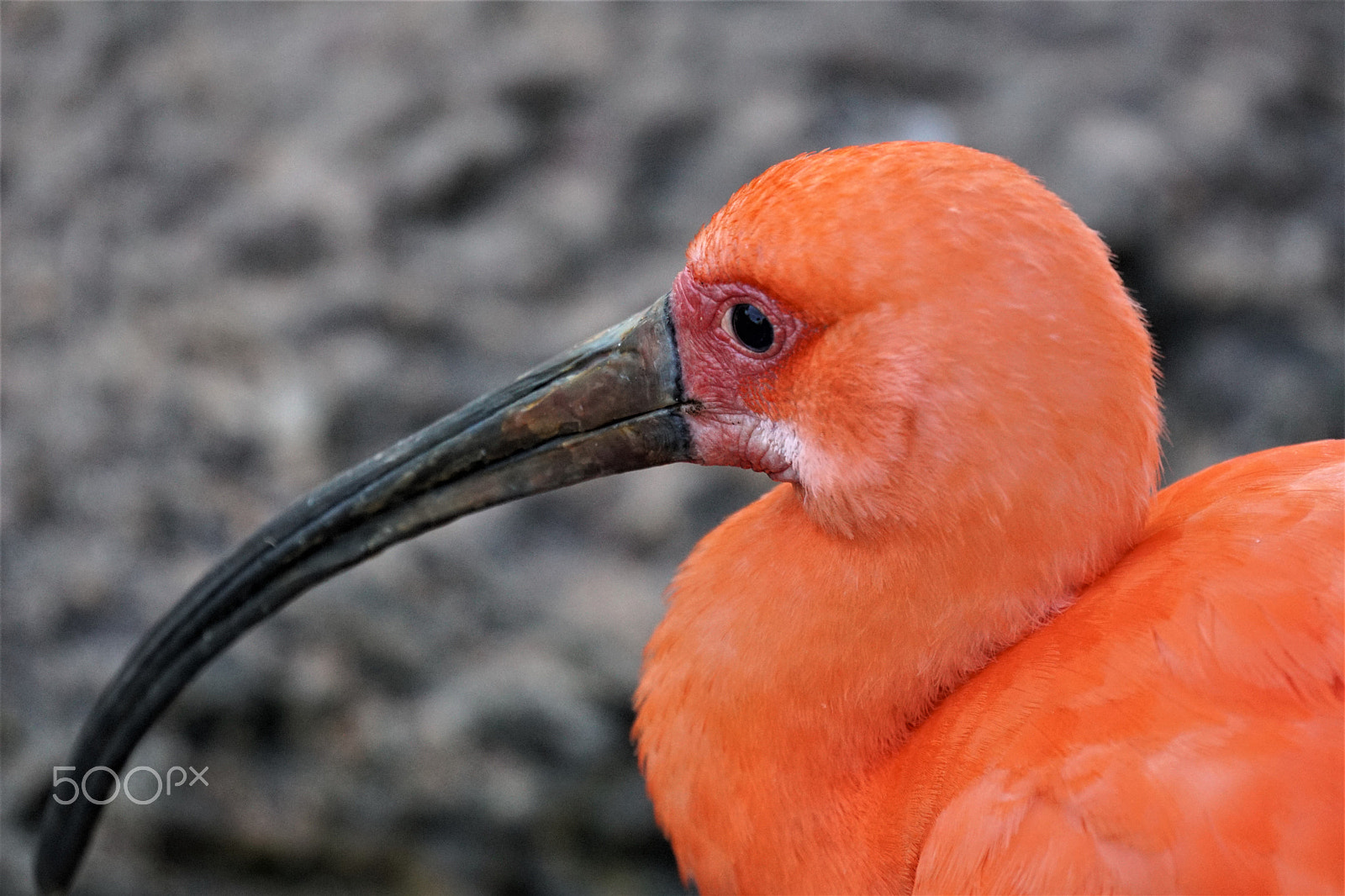 Sony a6000 sample photo. Pink birds profile mar photography