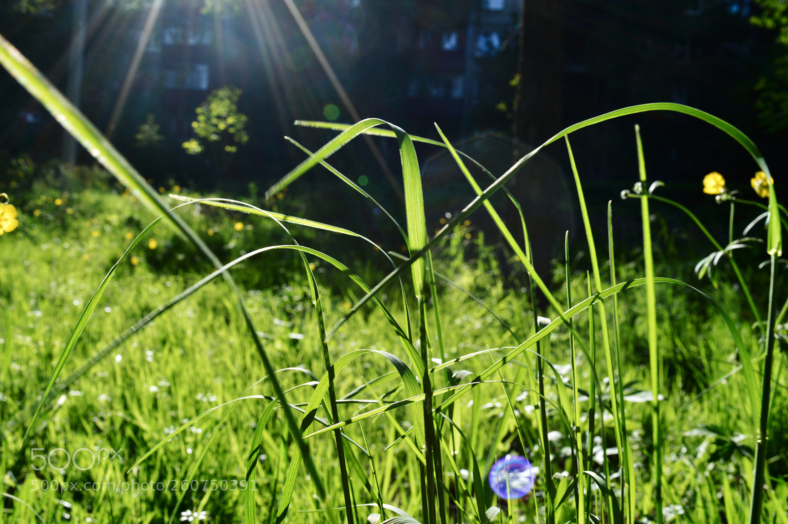 Nikon D3200 sample photo. Природа photography