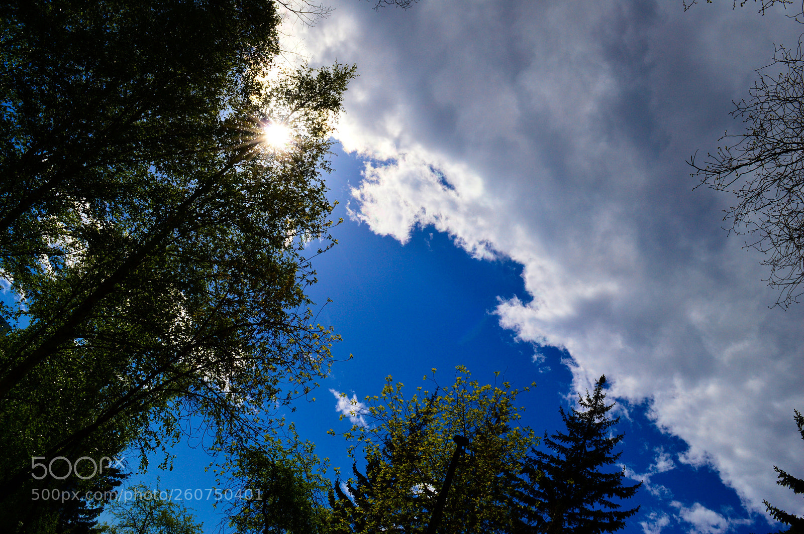 Nikon D3200 sample photo. Природа photography