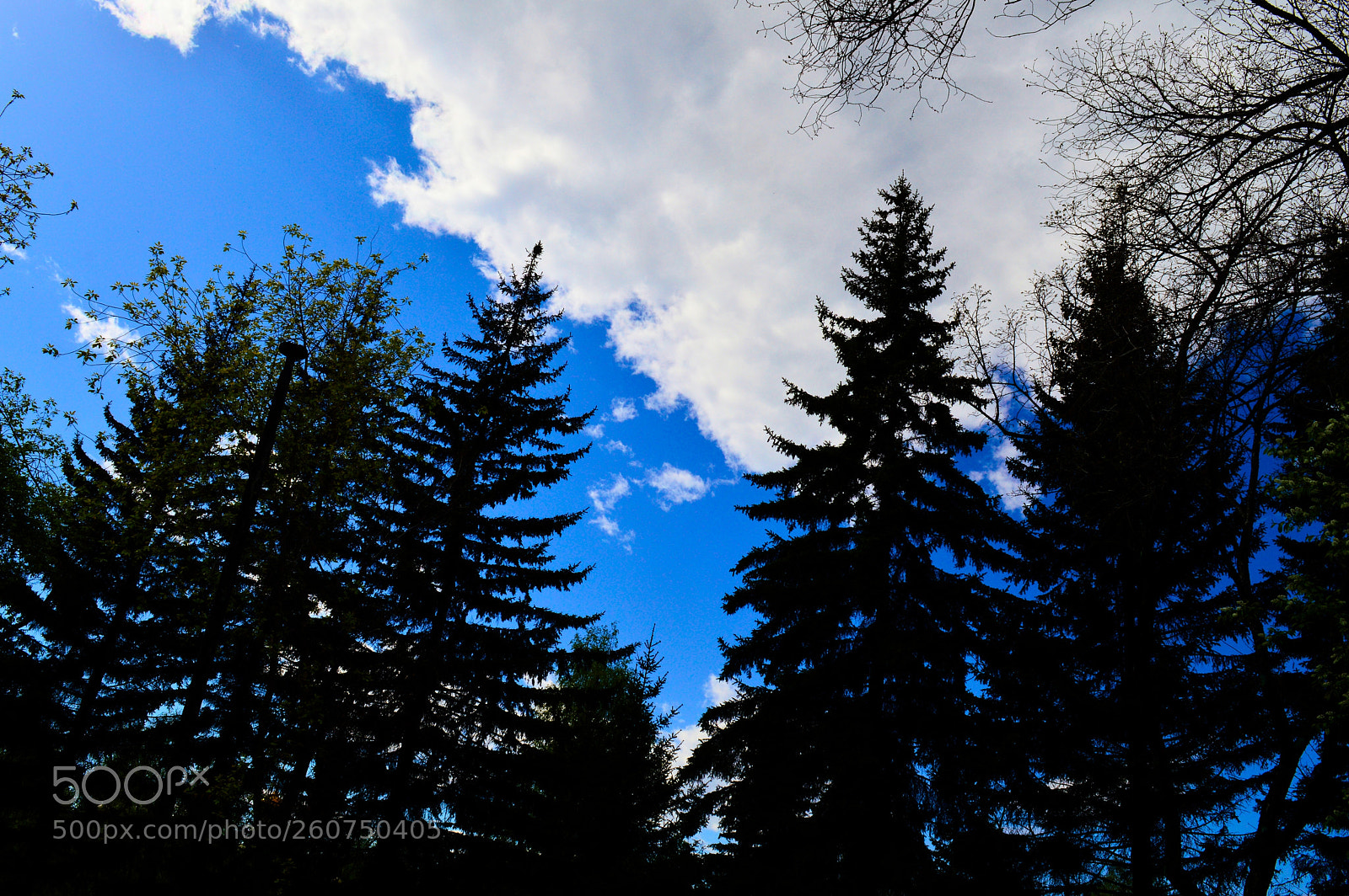 Nikon D3200 sample photo. Природа photography