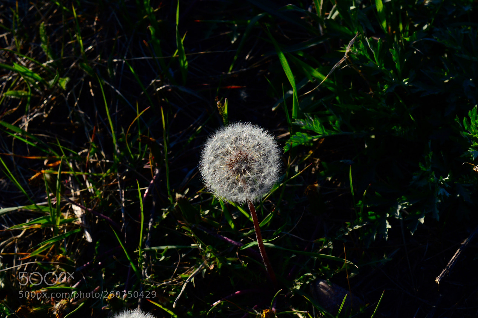 Nikon D3200 sample photo. Природа photography