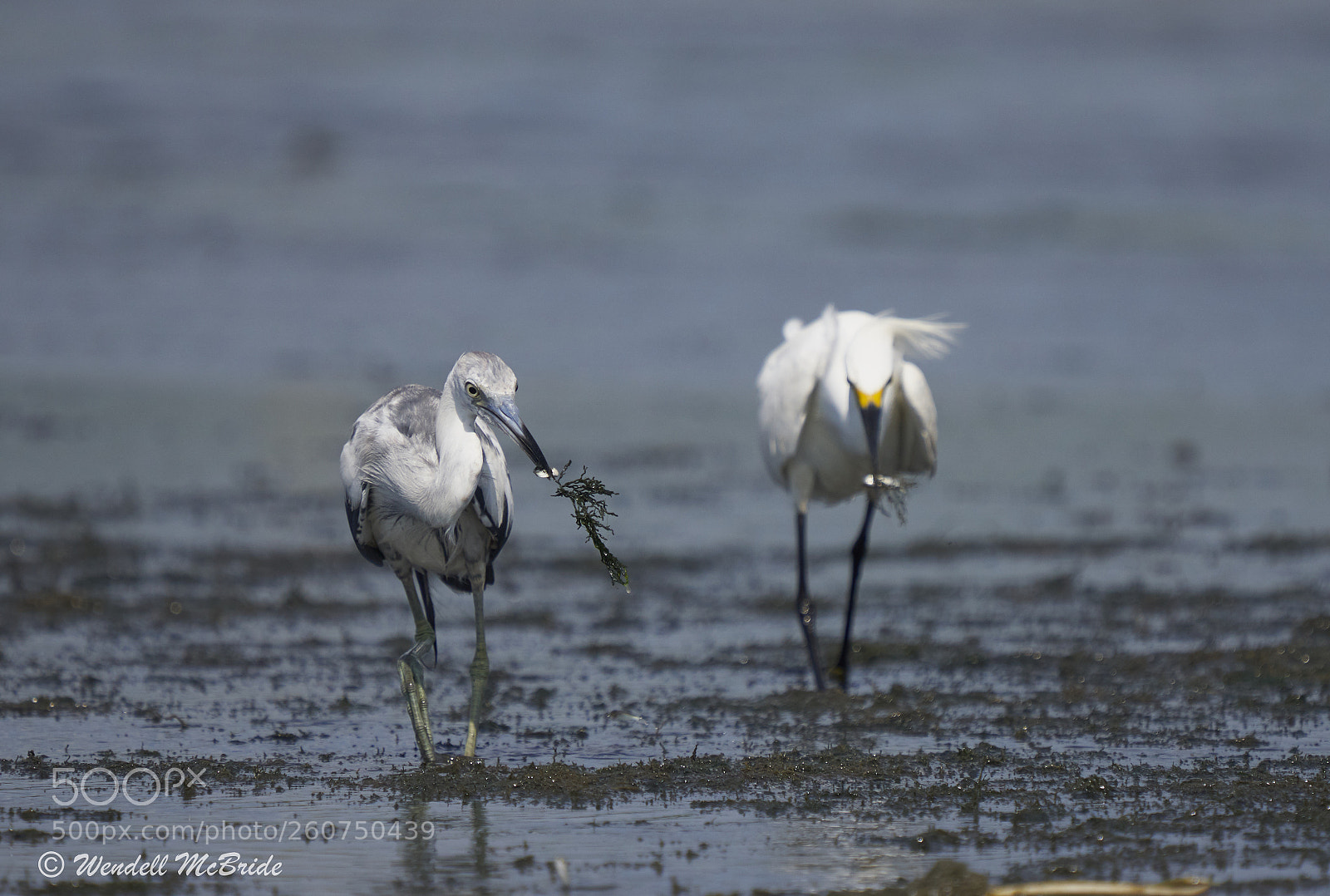 Sony a7R III sample photo. Egret and heron both photography