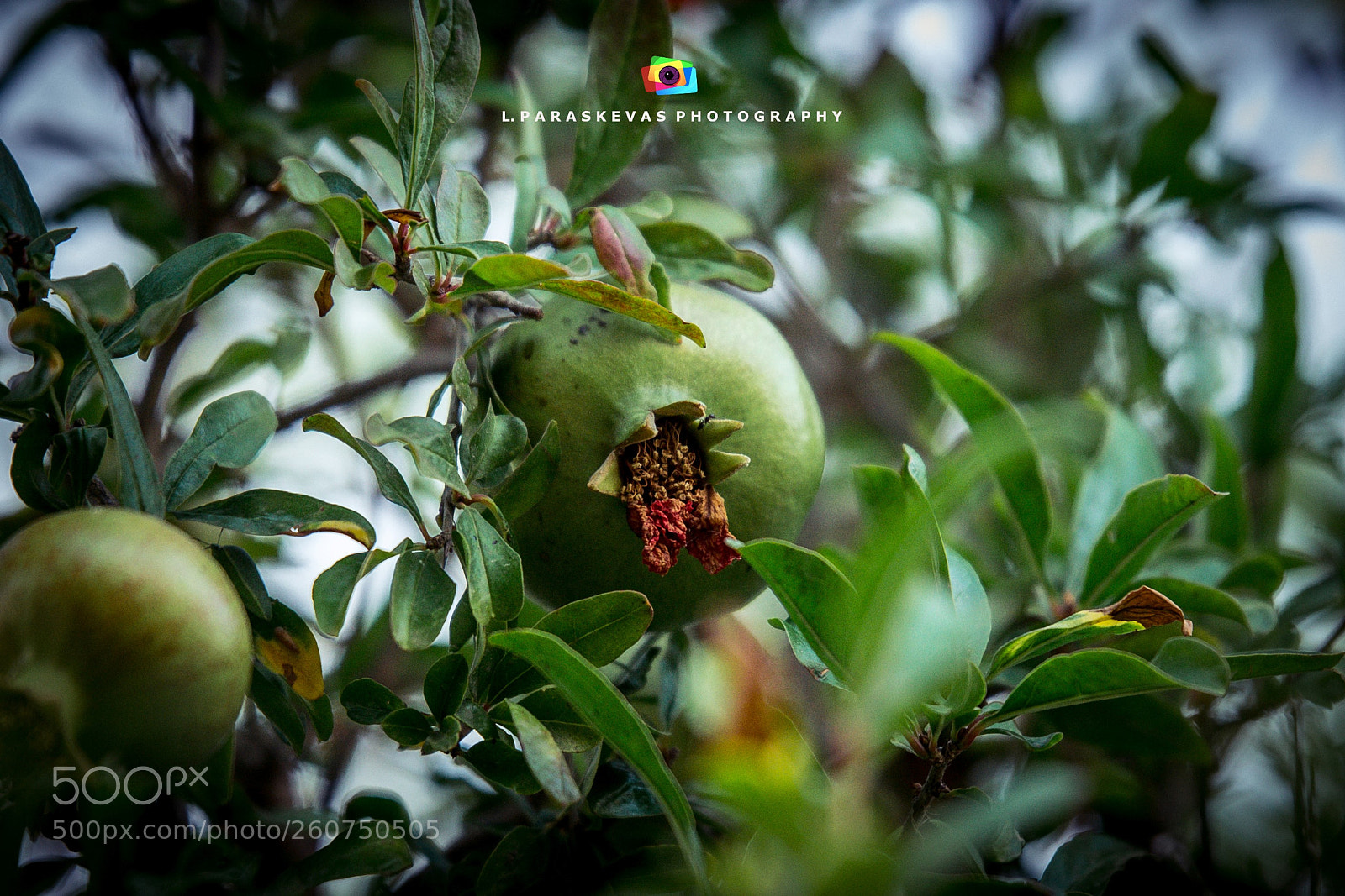 Nikon D750 sample photo. Pomegranate photography