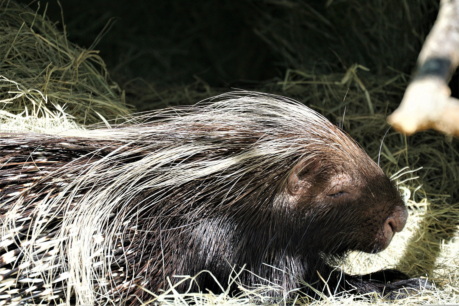 Sony FE 70-300mm F4.5-5.6 G OSS sample photo. Porcupine photography