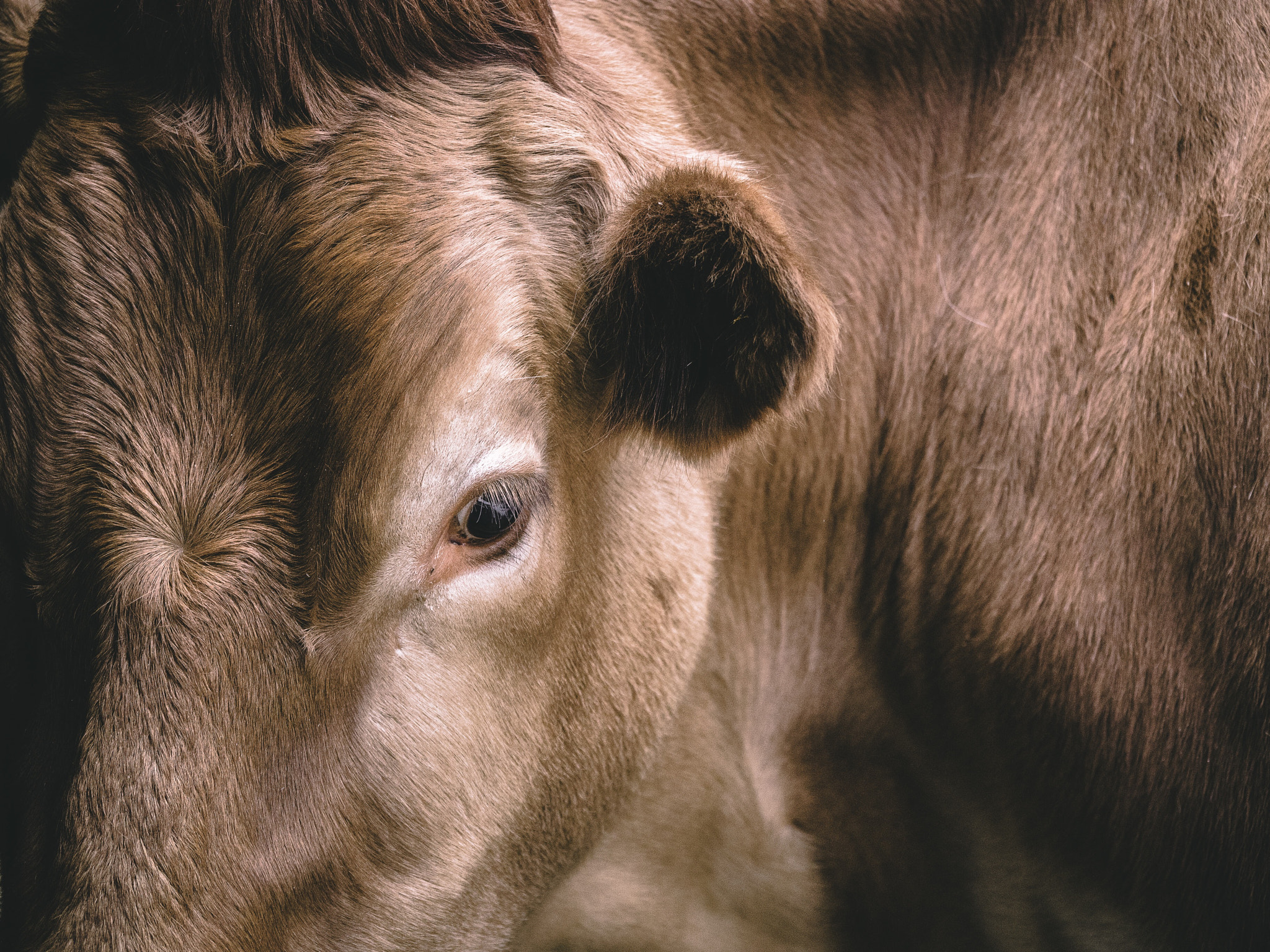 Panasonic Lumix DC-GH5 sample photo. Intimate cow photography